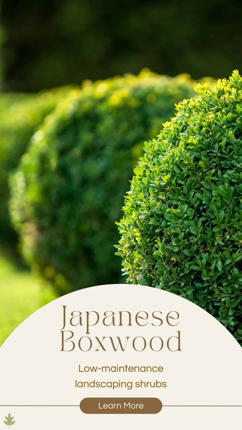 Buxus Microphylla, Making Raised Garden Beds, Japanese Boxwood, Boxwood Landscaping, Landscaping Shrubs, Patio Gardening, Box Wood Shrub, Boxwood Plant, Plant Care Guide