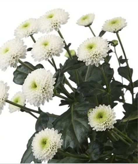 Chrysanthemum Flower Arrangement, Mum Flower, White Chrysanthemum, Mums Flowers, Florist Supplies, Chrysanthemum Flower, White Wedding Flowers, Flower Packaging, Diy Wedding Flowers