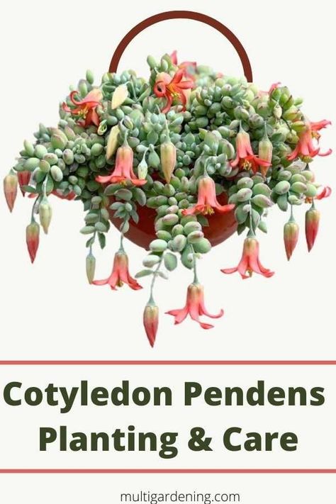 Cotyledon Pendens Planting and Care - Multigardening Cotyledon Pendens, Trailing Succulents, Succulent Planting, Floral Boutique, Succulent Garden Diy, Plants For Hanging Baskets, Tiny Plants, Succulent Gardening, Garden Deco