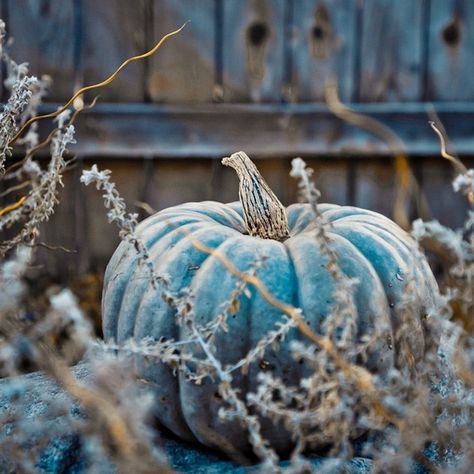 How to Grow Blue Pumpkins ! Moon Pumpkin, Blue Pumpkins, Wallpaper Vintage, Thanksgiving Decor, Fine Art Photo, In The Flesh, Colour Schemes, Color Pallets, Blue Moon