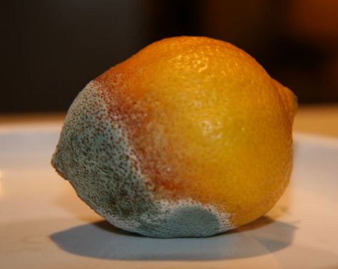 Please send us a photo of the actual fruit that is damaged, this is a lemon! We don't ship lemons! Thanks Advanced Higher Art, Growth And Decay, Lemon Art, Orange You Glad, High Art, Drawing Inspiration, Art Inspo, Art Projects, A Photo