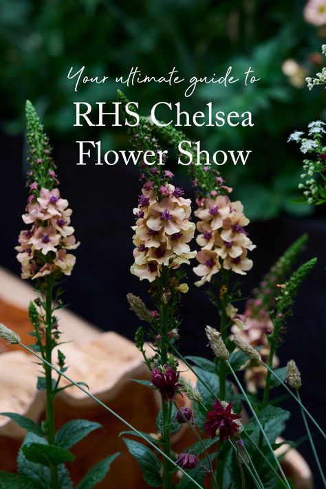 We're so excited to be exhibiting again at RHS Chelsea Flower Show this year. We will be on stand 615 showcasing our beautiful new RHS Botanicals fabric collection.  If you're visiting RHS Chelsea Flower Show this year, read our handy guide on how to make the most of your visit 🌺 Chelsea Flower Show 2024, Rhs Chelsea Flower Show, Open Days, Picnic Lunches, Gala Events, Fabric Collections, Chelsea Flower, Chelsea Flower Show, Flower Show