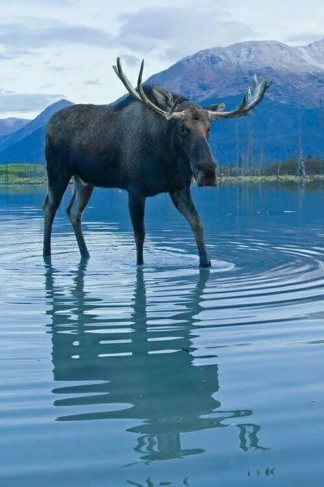 Alaskan Moose, Moose Tracks, Alaskan Wildlife, Alaska Moose, Moose Pictures, Moose Hunting, North American Animals, Moose Deer, Alaska Wildlife