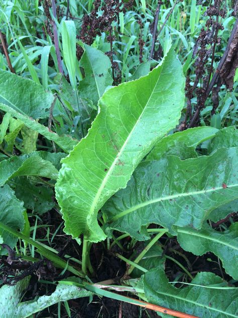 How to Harvest, Prepare, and Use Yellow Dock Root for Medicine - TheSurvivalSherpa.com Dock Plant, Yellow Dock Root, Curly Edges, Yellow Dock, Herbal Remedies Recipes, Building A Chicken Coop, Medical Health, Wild Edibles, Wilderness Survival