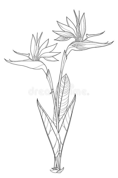 Vector bunch of outline tropical Strelitzia reginae or bird of paradise flower bunch and ornate leaf in black isolated on white. Vector bunch of outline royalty free illustration Switch Board Painting, Bird Of Paradise Tattoo, Strelitzia Reginae, Birds Of Paradise Plant, Bird Of Paradise Flower, Paradise Tattoo, Switch Board, Bird Of Paradise Plant, Paradise Plant