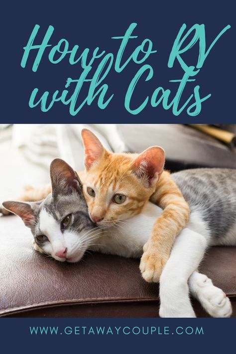 Rv Cat, Skoolie Life, Rv Pet, Animal Tips, Cat Medicine, How To Cat, Camper Hacks, Living With Cats, Cat Proofing