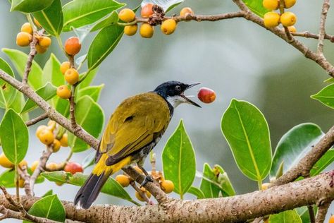 A new study published in the journal Trends in Ecology & Evolution examined the various strategies through which plants disperse their seeds. By investigating the intricacies of the chemical ecology of seed dispersal, a research team led by Virginia Tech aims to clarify how chemicals impact the interaction between fruit and the animals that eat them. #seeds #seeddispersal #seedsandanimals #lifescience #propogation Seed Dispersal, Virginia Tech, Cute Cartoon Drawings, The Journal, Life Science, The Animals, Cartoon Drawings, Ecology, Cute Cartoon