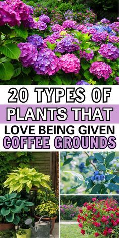 Coffee Grounds Garden, Coffee Grounds For Plants, Leftover Coffee, Home Garden Ideas, Garden Remedies, Diy Garden Fountains, Front Garden Landscape, Uses For Coffee Grounds, Natural Fertilizer