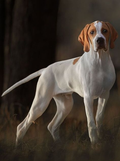 Pointer Dog Breed English Pointer Dog, Hunting Dogs Breeds, Regard Animal, British Dog, Hunter Dog, English Dogs, Hunting Pictures, English Pointer, Pointer Puppies