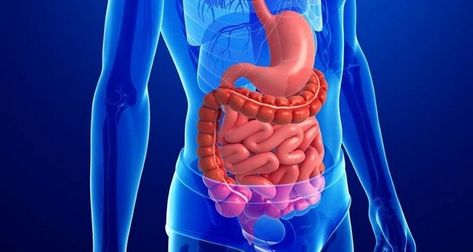 Gastrointestinal tract | Fact | FactRepublic.com Colon Health, Eric Berg, Learning Stations, Body Scanning, Cleanse Your Body, Digestion Problems, Digestive System, Health Supplements, Get Healthy