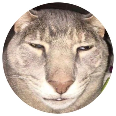 cool edgy tiktok Round icon pfp cute sleepy cat aesthetic Y2K profile picture please follow and save pin for more Sleepy Cat Aesthetic, Cute Sleepy Cat, Funny Pictures With Words, Y2k Profile, Round Pfp, 90s Wallpaper Hip Hop, Y2k Profile Picture, Cat Profile, Cat Pfp