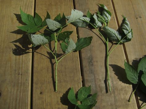 How to Propagate Raspberries and Blackberries with Cuttings — Good Life Revival How To Propagate Raspberry Bushes, How To Propagate Blackberries, Propagating Raspberries, Propagate Raspberries, Cloning Plants, Backyard Nursery, Plants From Cuttings, Blackberry Plants, Growing Blackberries