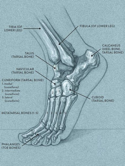 Human Skeleton Anatomy, Anatomy Bones, Skeleton Anatomy, Hands Drawing, Basic Anatomy And Physiology, Skeleton Drawings, Human Body Anatomy, Human Anatomy Drawing, Human Figure Drawing