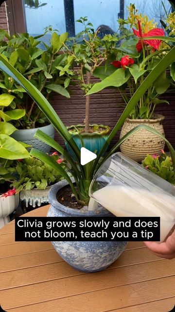 Garden Flowers on Instagram: "Simple way to help clivia flower #garden #gardening #plants #planting #planthacks #gardenhacks #gardeningmakemehappy #gardeningtips #gardeningideas #gardeninspiration #gardenlove" Clivia Plant, Plant Hacks, Gardening Plants, Patio Plants, Plant Food, Garden Flowers, Food Hacks, Simple Way, Planting