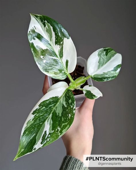 50+ Stunning Philodendron varieties you have to add to your urban jungle! Princess Plant, Indoor Plants Names, Philodendron Varieties, Philodendron White Princess, Rare Philodendron, Low Light House Plants, Philodendron Plant, White Princess, Plant Aesthetic