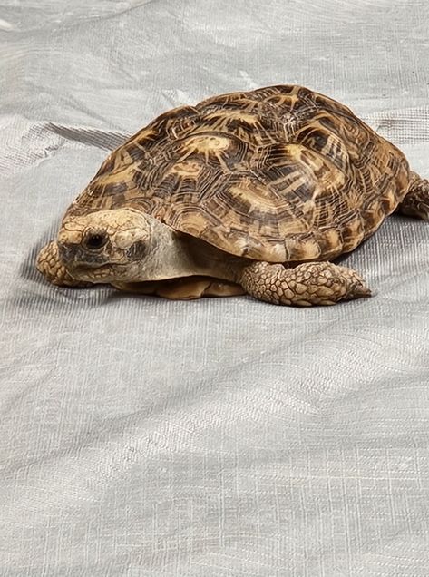 My grandson had a blast at Zoo Troops today! He got to meet Bisquick the pancake tortoise and learn about the movers and shakers of the animal kingdom. It's amazing how much kids can learn through nature! If you're looking for a fun and educational activity for your little ones, Zoo Troops at the Cincinnati Zoo & Botanical Gardens is a great option. They'll get hands-on experience with all sorts of creatures. #cincyzootroop #learningthroughnature #cincinnatizooandbotanicalgarden #homeschoo... Pancake Tortoise, Cincinnati Zoo, Having A Blast, Educational Activities, Teenage Mutant, Animal Kingdom, Botanical Gardens, Reptiles, Cincinnati