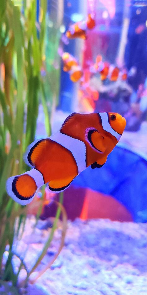 iPhone Clownfish Wallpaper Clownfish Wallpaper, Macbook Wallpaper High Quality, Saltwater Aquarium Fish, Wallpaper High Quality, First Iphone, Iphone Wallpaper Hipster, Mermaid Pictures, Clownfish, Fish Wallpaper