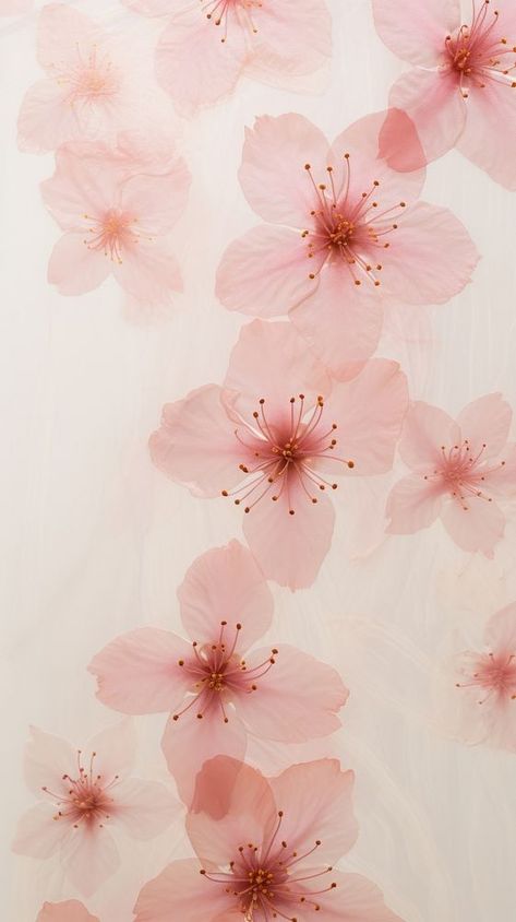 Pressed Cherry Blossom, Sakura Aesthetic Wallpaper, Sakura Background, Sakura Aesthetic, Sakura Wallpaper, Iphone Tips, Wallpaper Flower, Download Free Images, Flower Backgrounds