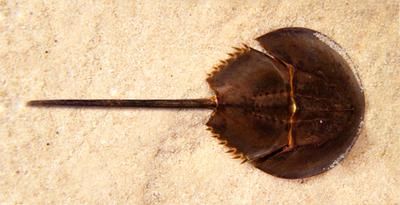 Horseshoe Crab Meaning: Can you write information on the symbolism of the horseshoe crab? I can't find much online by searching except scientific information.   Somehow mixing Velvet Worm, Frilled Shark, Alligator Snapping Turtle, Elephant Shrew, Types Of Sharks, Living Fossil, Horseshoe Crab, Hermit Crab, Crustaceans