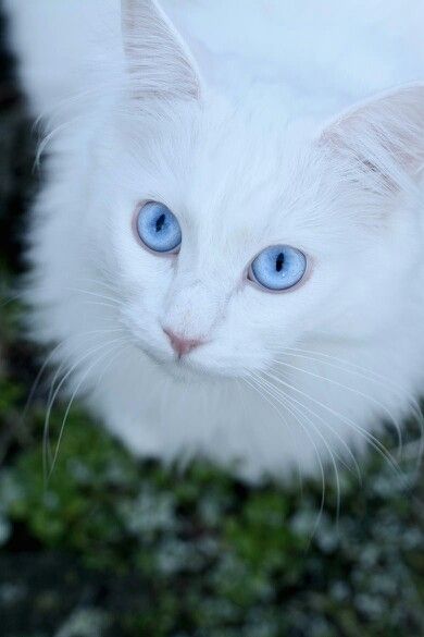 Gorgeous Angora Cats, Cat With Blue Eyes, White Cats, Domestic Cat, Blue Eye, Warrior Cats, Pretty Cats, Maine Coon, Beautiful Cats