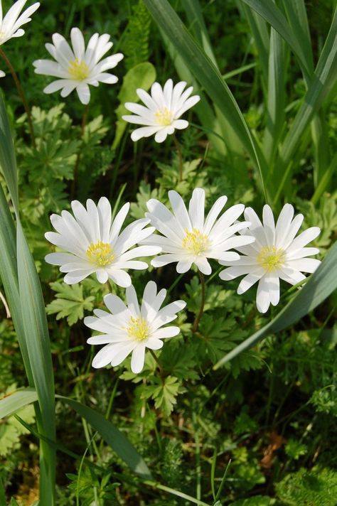 Grecian Windflower, Anemone Blanda, Uk Garden, Spring Flowering Bulbs, Garden Bulbs, Outdoor Flowers, Perennial Garden, Bulb Flowers, Plant Nursery