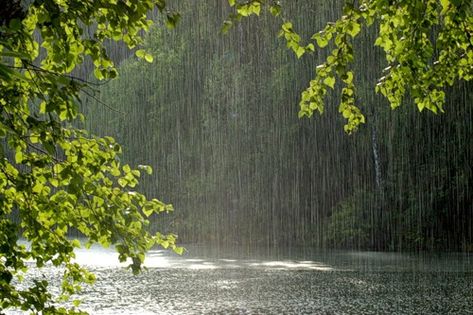 Rainy Wallpaper, Flowers London, Rain Aesthetic, Monsoon Rain, Rainy Day Aesthetic, I Love Rain, Dark Landscape, Aesthetic Roses, Love Rain