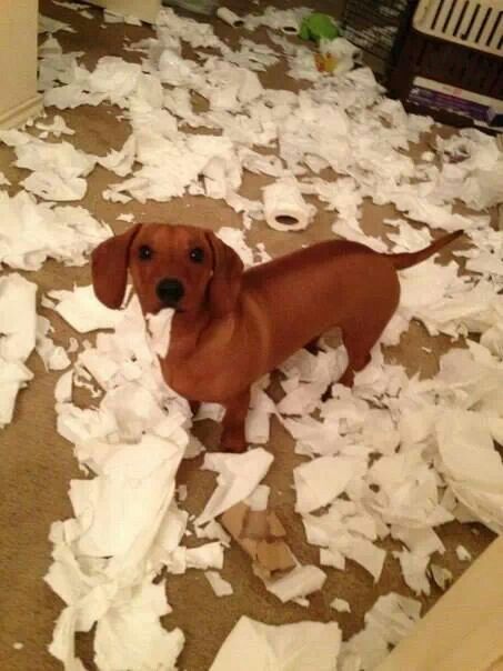 Someone teepeed the house . Funny Dachshund, Weenie Dogs, Silly Dogs, Dachshund Lovers, Dachshund Puppies, Dachshund Puppy, Dachshund Love, Weiner Dog, Wiener Dog