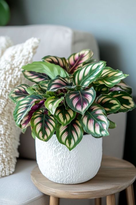 Calathea is a stunning and vibrant addition to any indoor space! 🌿🏡 Known for its strikingly beautiful, patterned leaves and dynamic foliage, this plant is a delightful blend of elegance and lush greenery. Easy to care for and bursting with visual appeal, Calathea is perfect for adding a touch of nature and sophistication to your home. Indulge in this botanical beauty today! 🌱✨ #Calathea #Houseplants #IndoorGarden #GreenLiving Plant Vegetables, Small Balcony Garden, Calathea Plant, Plant Care Houseplant, Plant Pot Covers, Growing Plants Indoors, Best Indoor Plants, Plant Decor Indoor, Mini Plants