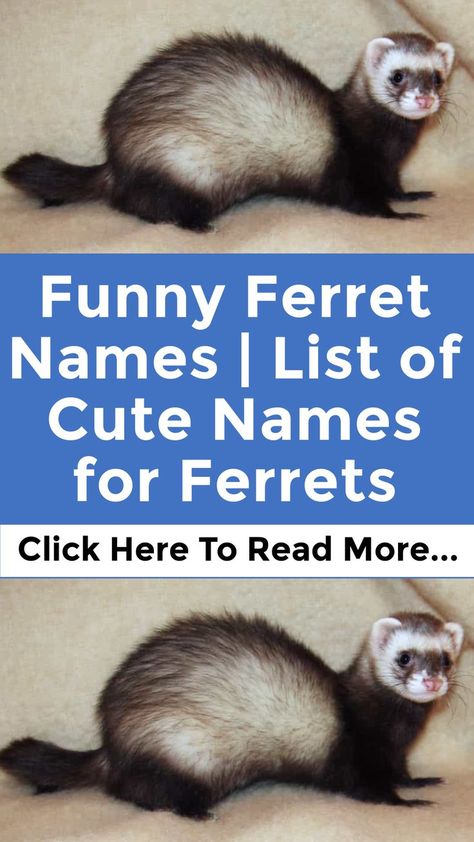 Names For Ferrets, Ferret Names, Funny Ferrets, A Ferret, Pet Ferret, Funny Names, Cute Names, Animal Projects, Interesting Information