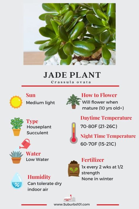 9 Tips on How to Care for Your Jade Plant Growing Jade Plants, How To Care For Jade Plant Indoors, How To Take Care Of Jade Plant, How To Take Care Of Indoor Plants, Jade Plant Care Tips, Jade Tree Care, Trailing Jade Plant Care, Jade Plants Varieties, Jade Plant Care Indoor