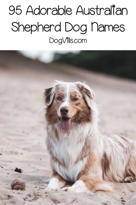 Looking for some adorable Australian Shepherd dog names? How about 95 of them? We've chosen the best inspired by all the features of this gorgeous dog! Australian Dog Names, Puppy Names Unique, Australian Shepherd Names, Girl Dog Names, Best Dog Names, Mini Australian Shepherds, Colorful Hairstyles, Aussie Shepherd, Australian Shepherd Puppy