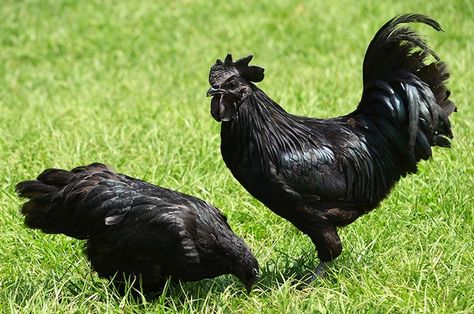 Black Chickens: The Bizarre Rare Breed That Buyers Can't Get Enough Of Rare Chicken Breeds, Bantam Chicken Breeds, Ayam Cemani, Emu Egg, Black Chicken, Bantam Chickens, Black Chickens, Egg Production, Chicken Breeds