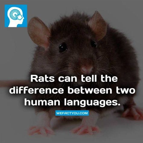 https://t.co/BzUQ3HXKUu Rat Facts, Adorable Rats, Fancy Rats, Baby Rats, Funny Rats, Fancy Rat, Human Language, A Rat, Cute Rats