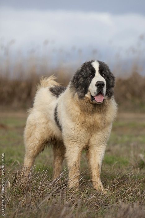 Pyrenean Mastiff Japanese Mastiff, American Mastiff, South African Mastiff, Pyrenean Mastiff, Spanish Mastiff, Mastiff Breeds, Livestock Guardian Dog, Every Dog Breed, Livestock Guardian