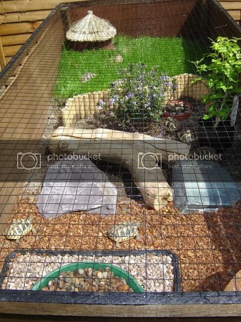 Tortoise Aquarium, Outdoor Tortoise Enclosure, Hermann Tortoise, Outdoor Enclosure, Tortoise Enclosure, Russian Tortoise, Tortoise Care, Tortoise Habitat, Sulcata Tortoise