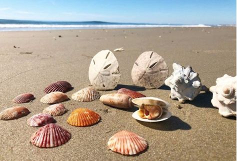 Seashells On The Beach, Obx Beach, Nc Beaches, Cape Hatteras National Seashore, Outer Banks Beach, Hatteras Island, Offshore Wind, Cape Hatteras, Outer Banks Nc