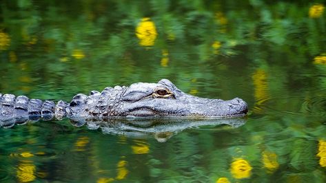 Alligator sneaks up on unaware fisherman in viral video | Fox News Florida Nature, Teacher's Desk, Florida Fish, American Alligator, Everglades Florida, Merritt Island, Dangerous Animals, Water Cycle, Facts For Kids