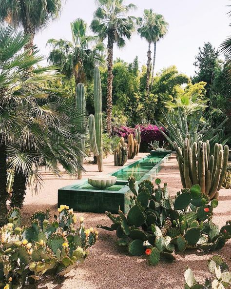 🔸Flora Bowley🔸 on Instagram: “Soooo, I almost filled my entire sketchbook today between La Jardin Marjorelle, the Berber Museum and the Yves Saint Laurent Museum. Three…” Yves Saint Laurent Museum, Cactus Garden Design, Flora Bowley, California Garden, Dry Garden, Areas Verdes, Intuitive Painting, Desert Garden, Garden Photography