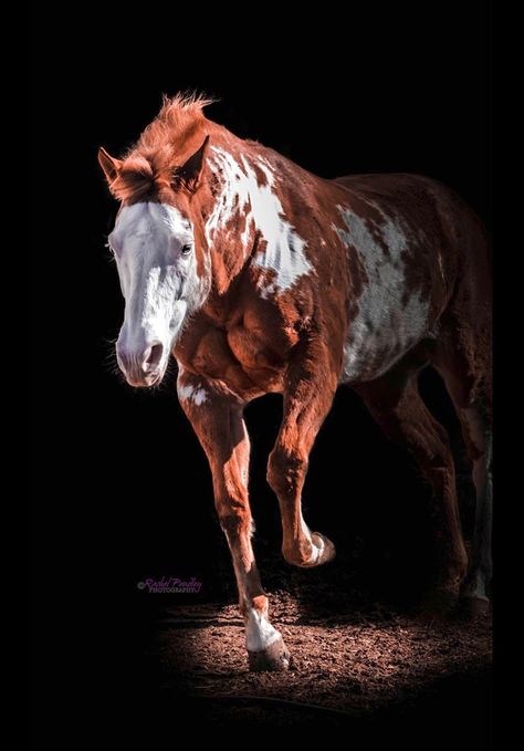 Chestnut pinto stallion. Paint Quarter Horse, Chestnut Quarter Horse, Quarter Horse Stallion, How To Blog, Try Hard, Altered Photo, Star Stable, Quarter Horse, Beautiful Horses