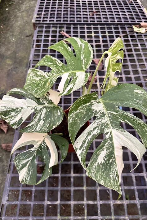 To keep its variegation bright and plentiful, provide your monstera albo with lots of bright, indirect light. At least six to seven hours of filtered light is recommended.😃 #monstera Monstera Albo Variegata, Monstera Borsigiana, Massage Therapy Rooms, Monstera Obliqua, Monstera Albo, Pot Plants, Planter Pots Outdoor, Therapy Room, Plant Pictures