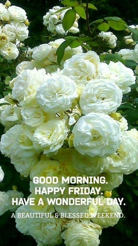 Monday Gif, Have A Nice Monday, Nice Good Morning Images, Friday Morning Quotes, Friday Messages, Good Morning Happy Friday, Good Morning Friday, Good Morning Sweetheart Quotes, Morning Nature