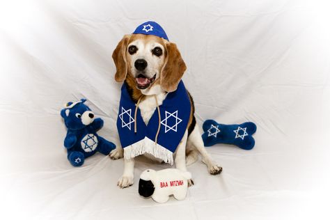 Bark Mitzvah, It S My Birthday, Big Boy, Big Boys, Holiday Fun, Hanukkah, Noodles, Puppies, Birthday