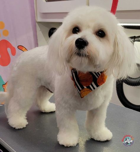 Maltese Dogs Grooming, Maltese Puppy Cut, Cockapoo Grooming, Maltese Dogs Haircuts, Maltipoo Haircuts, Foods Dogs Can Eat, Havanese Grooming, Poodle Cuts, Puppy Cut