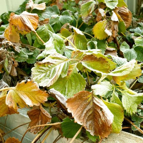 What To Do With Strawberry Plants In The Fall - Before Winter! Strawberry Plant Care, Potted Strawberry Plants, Things To Do Outside, Strawberry Varieties, Easy Perennials, Growing Strawberries, Strawberry Plants, Hardy Perennials, Oak Leaves