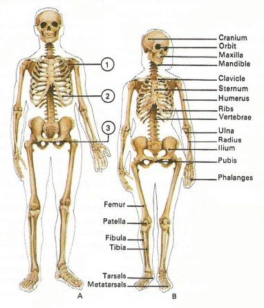 Figure Drawing Female, Female Skeleton, Male Vs Female, Skeleton Anatomy, Male Figure Drawing, Women Skeleton, Skeleton Drawings, Human Anatomy Drawing, Human Skeleton