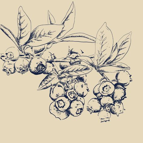 Blueberry Flower, Blueberry Sketch Drawings, Tattoo Fruit, Blueberry Sketch, Blueberry Art, Blueberry Bush Drawing, Blueberry Branch Tattoo, Blueberry Bush Tattoo, Blueberry Drawing