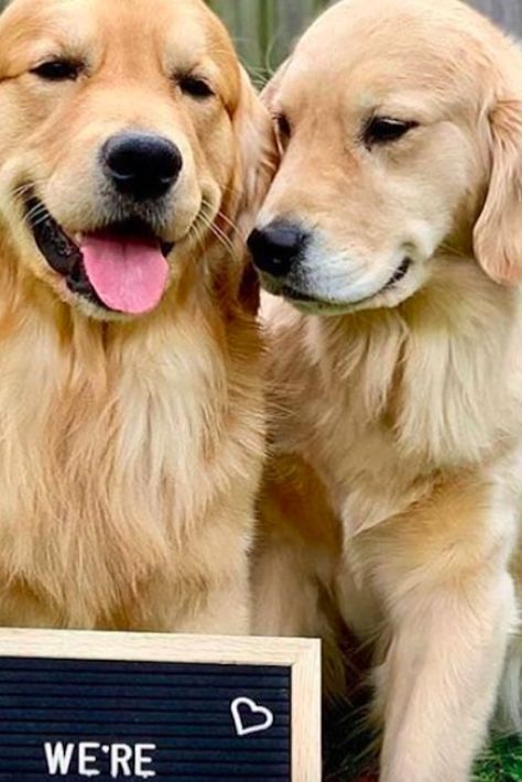 These Golden Retrievers Are Expecting Puppies, and OMG, They Have an Announcement Sign! Having Puppies Announcement, Dog Having Puppies Announcement, Expecting Puppy Announcement, Dog Pregnancy Announcement Puppies, 2 Golden Retrievers, Dog Having Puppies, Puppy Announcement, Dog Pregnancy Announcement, Creative Pregnancy Announcement