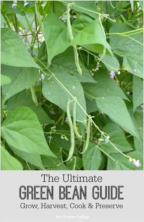 The Ultimate Green Bean Guide-growing and harvest tips plus recipes for cooking and preserving. Preserving Green Beans, Growing Green Beans, Growing Garlic, Backyard Garden Landscape, Growing Veggies, Small Backyard Gardens, Garden Veggies, Green Bean, Garden Layout