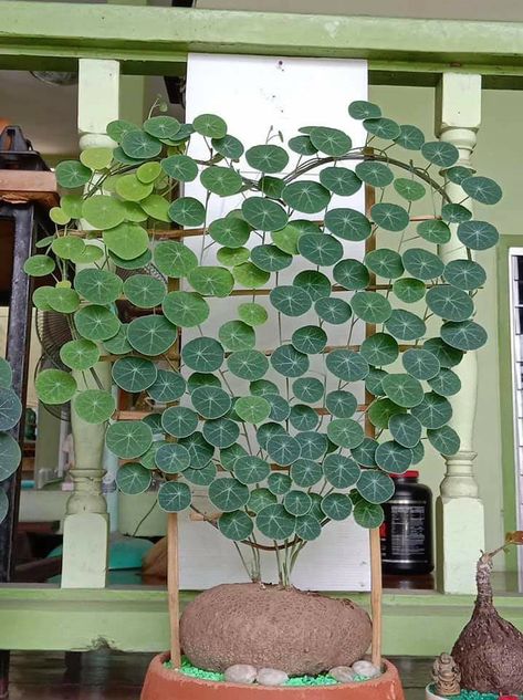 Indoor Vines, Indoor Plant Wall, Large Indoor Plants, Hanging Plants Indoor, Hanging Succulents, Garden Containers, House Plants Decor, House Plants Indoor, Pretty Plants