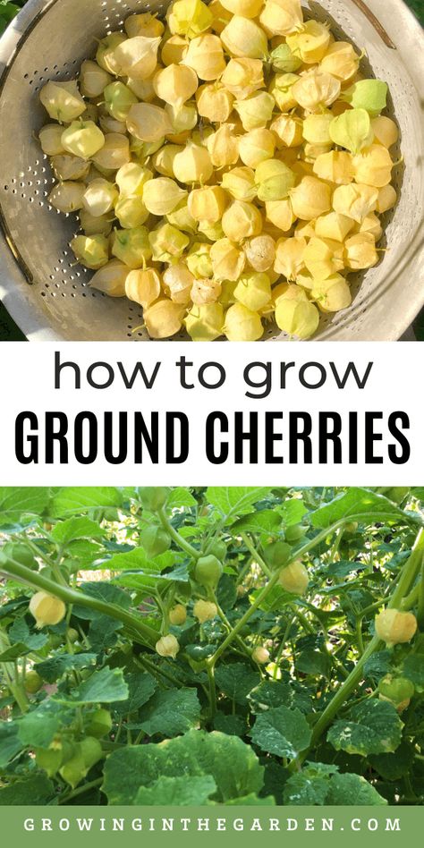 Backyard Landscaping Ideas Diy, Ground Cherries, Ground Cherry, Cherry Seeds, Cherry Plant, Cape Gooseberry, Growing Fruit Trees, Garden Vegetable, Tomato Cages